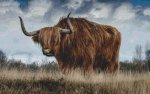 (image for) Scottish Highland Bull